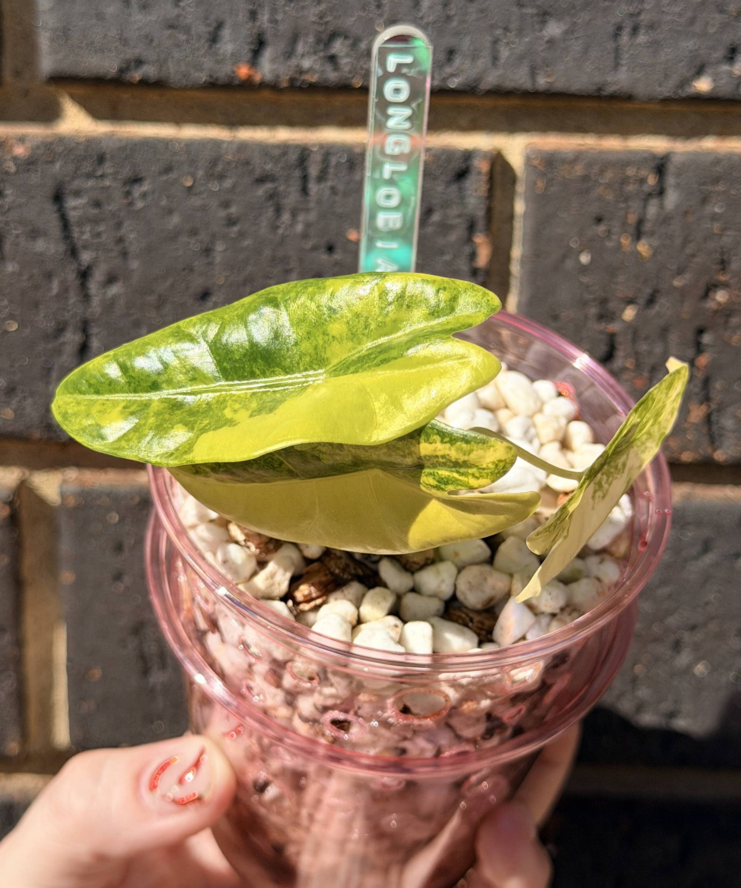 Home | Plant du Jour